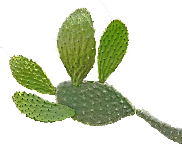 Kaktus isoliert auf weißem Hintergrund — Stockfoto
