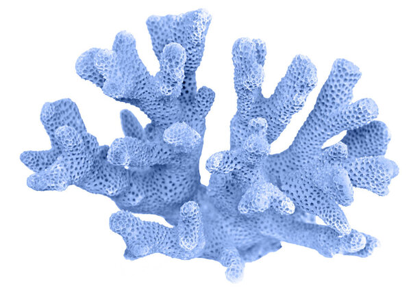 coral isolated on white background