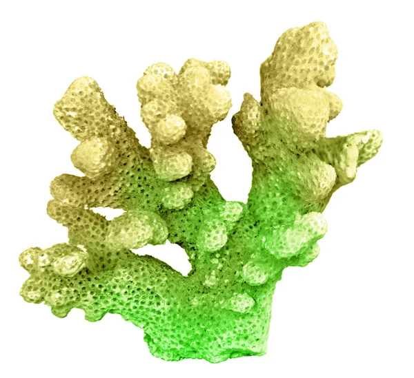 Коралловые изолированные на белом фоне — стоковое фото