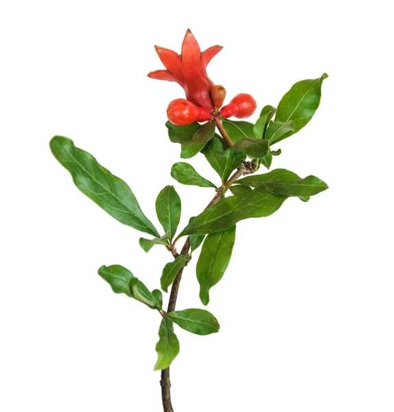 Pomegranate flower isolated on white background — Stock Photo, Image