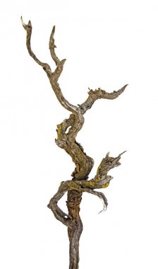 Kuru dalı yakın çekim 