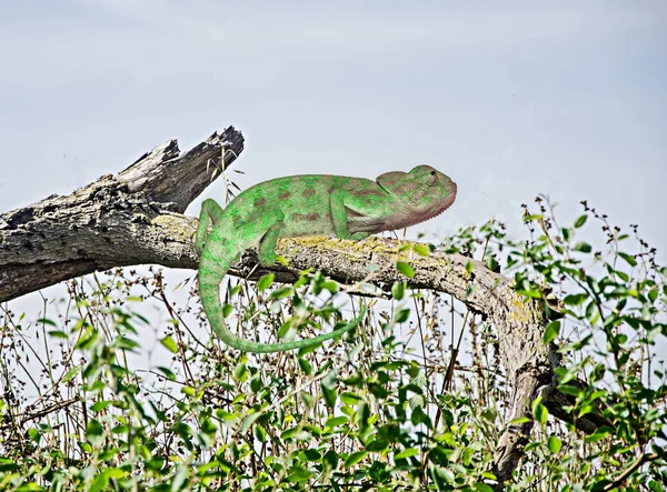 Primo piano del camaleonte sul ramo — Foto Stock