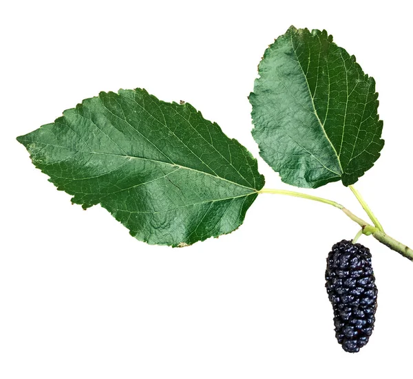 Black mulberry isolated on white background — Stock Photo, Image