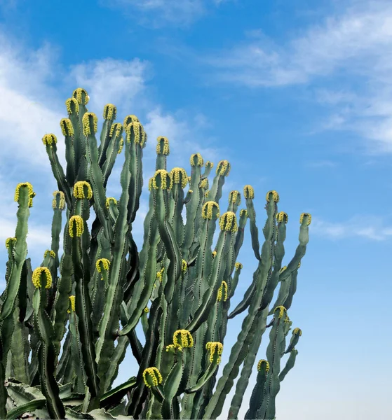 Närbild av kaktusar — Stockfoto