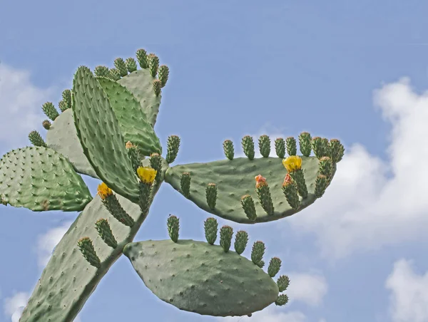 Nahaufnahme von Kakteen — Stockfoto