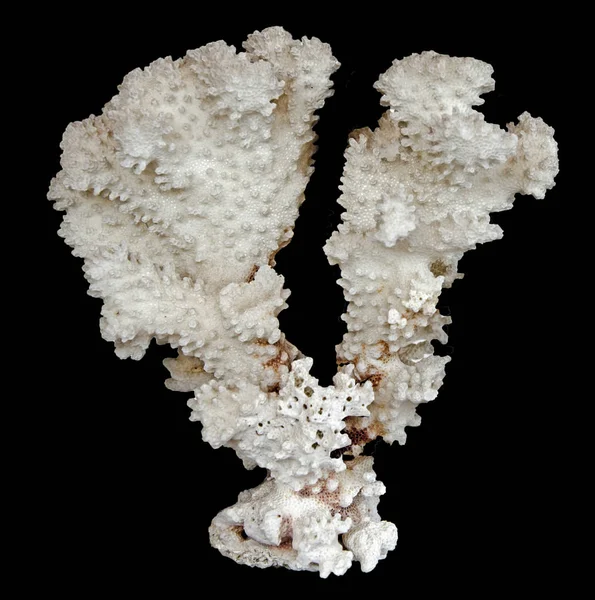 Koralle isoliert auf schwarzem Hintergrund — Stockfoto