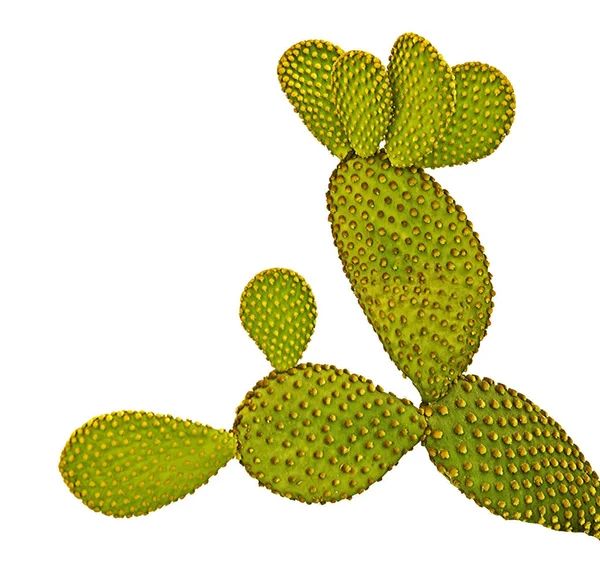Primo piano del cactus opuntia — Foto Stock