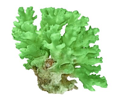 beyaz arkaplanda izole mercan