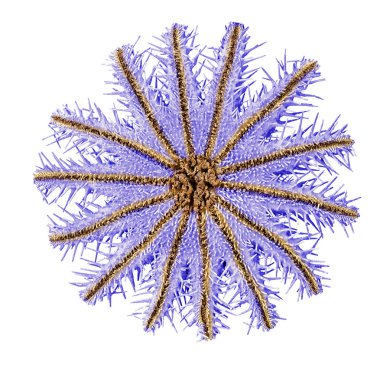 Beyaz arka planda izole edilmiş dikenli deniz yıldızı