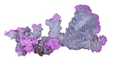 beyaz arkaplanda izole mercan