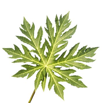 Ağacın dalları beyazda izole edilmiş