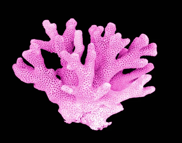 Coral isolated on black background — Stock Photo, Image