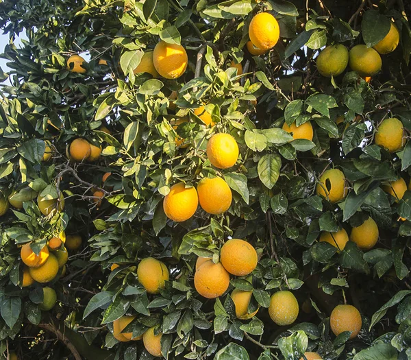 Citrusfa érett naranccsal — Stock Fotó