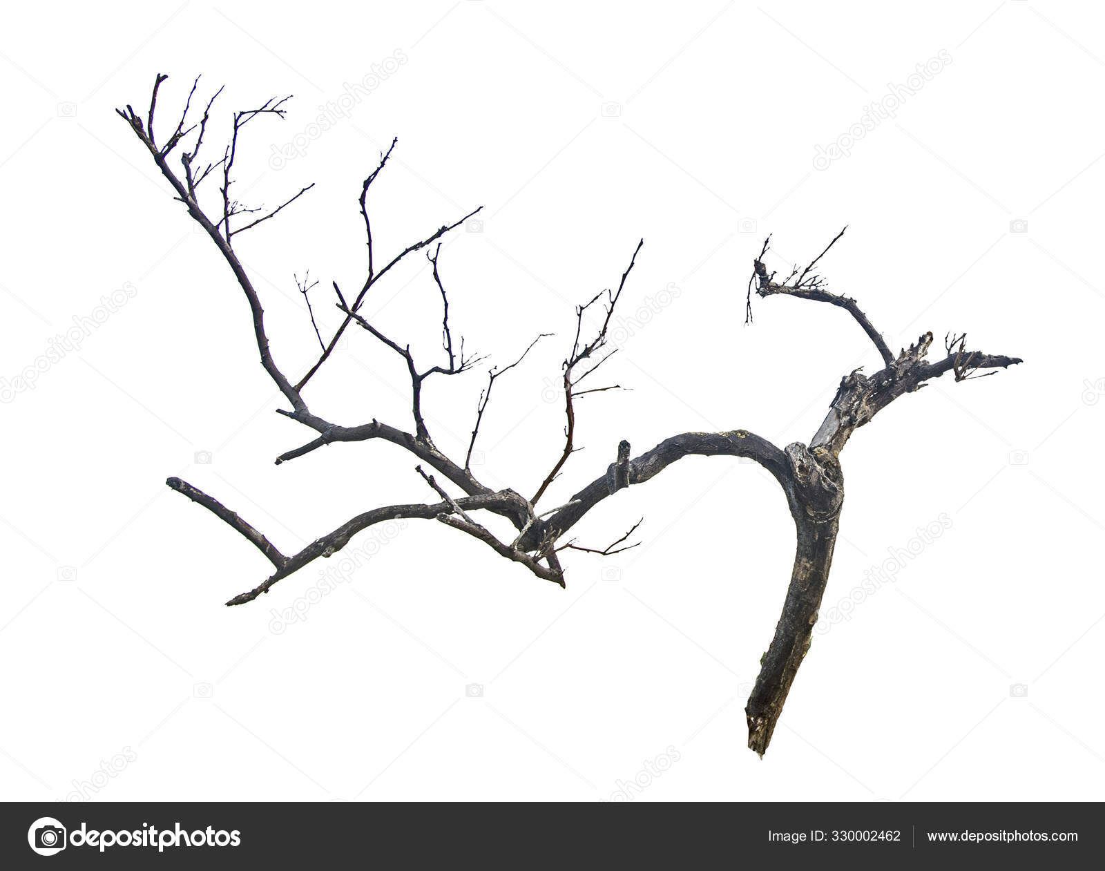 Abgestorbener Baum Dekorieren Abgestorbener Baum Dekorieren