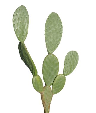 Kaktüs beyaz arkaplanda izole