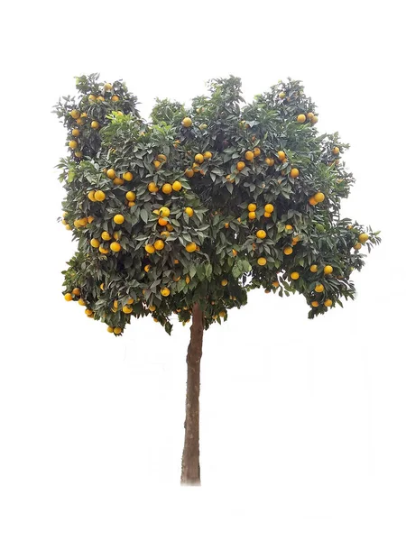 白い背景の上のオレンジの木 — ストック写真