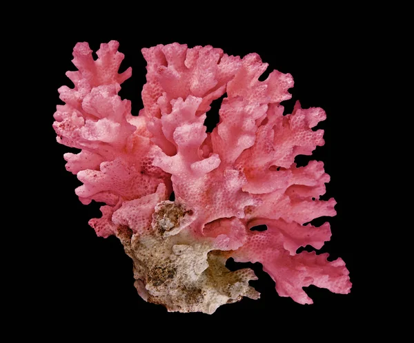 Corallo isolato su sfondo bianco — Foto Stock
