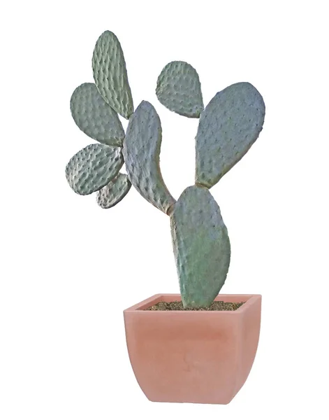 Cactus geïsoleerd op witte achtergrond — Stockfoto