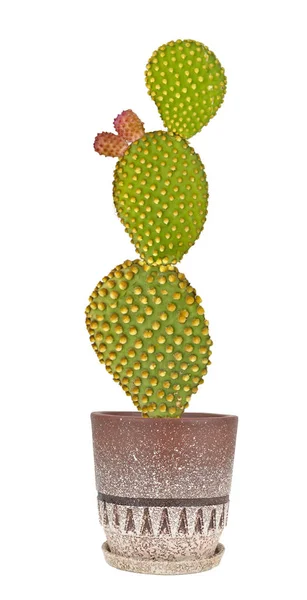 Närbild av opuntia kaktus i potten — Stockfoto