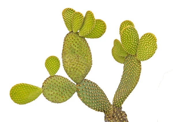 Primo piano del cactus opuntia — Foto Stock