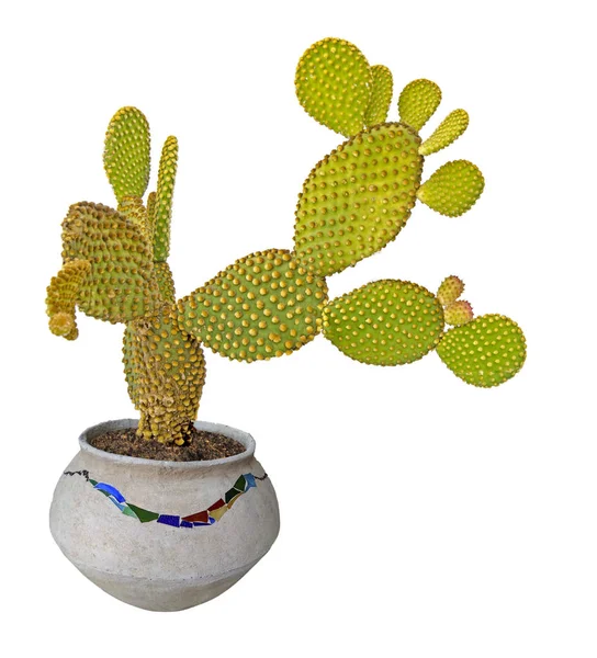 Close-up van opuntia cactus in pot — Stockfoto