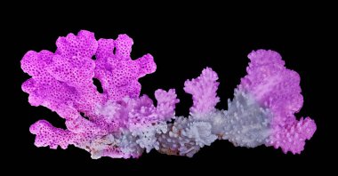 Siyah zemin üzerinde izole mercan