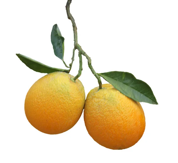 Portakallar beyaz arkaplanda ayrılır — Stok fotoğraf