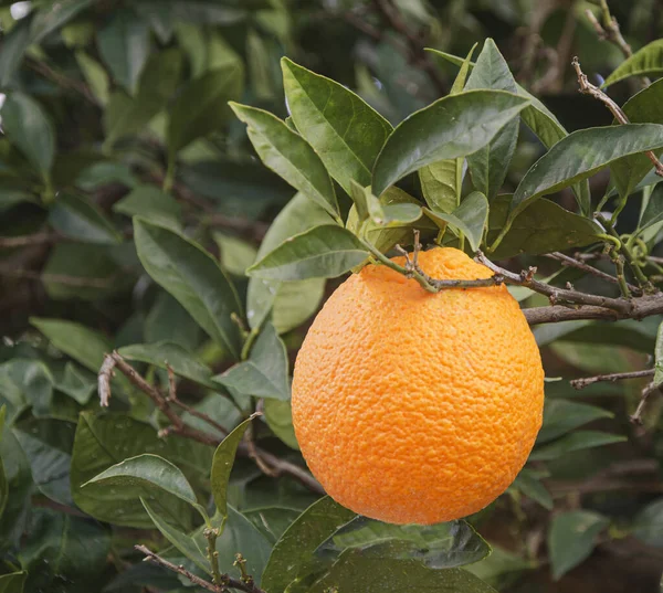 Close up of branch with ripe oranges — Stock Photo, Image