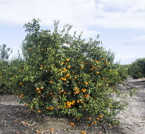 Jardim com árvores com laranjas maduras — Fotografia de Stock