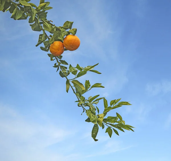 Nahaufnahme von reifen Mandarinen am Baum — Stockfoto