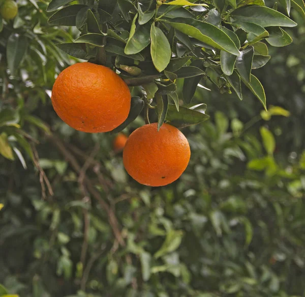 Close up of Ripe tangerines on tree — Stock Photo, Image