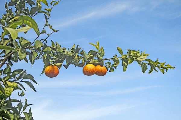 Nahaufnahme von reifen Mandarinen am Baum — Stockfoto