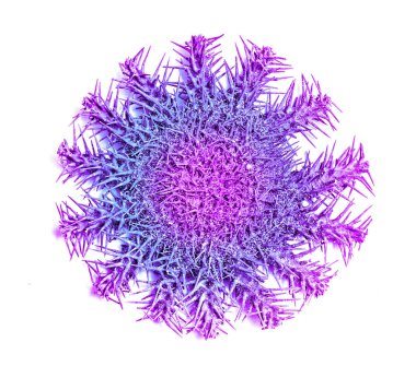 Beyaz arka planda izole edilmiş dikenli deniz yıldızı