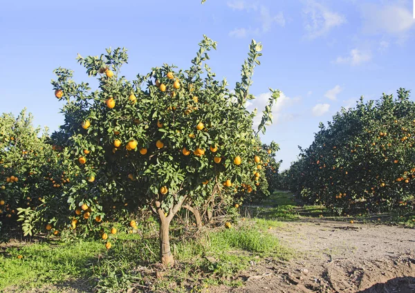 Garten mit Bäumen mit reifen Orangen — Stockfoto