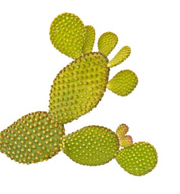 Opuntia kaktüsünü kapatın.