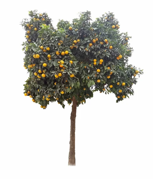 Pomarańczowe Drzewa Tle — Zdjęcie stockowe