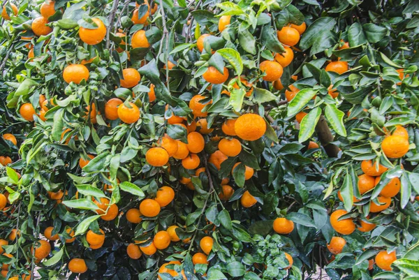 Gros Plan Des Mandarines Mûres Sur Arbre — Photo