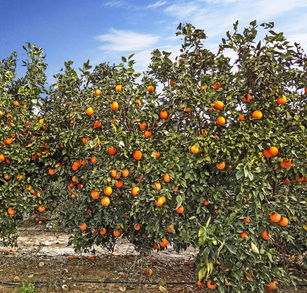 Κήπος Δέντρα Ώριμα Πορτοκάλια — Φωτογραφία Αρχείου