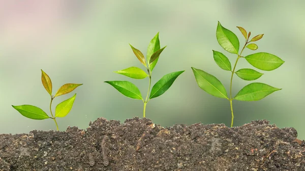 Close Three Saplings — Stock Photo, Image