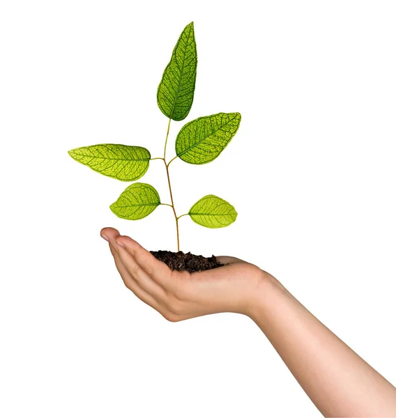 Eucalyptus Branch Hand — Stock Photo, Image