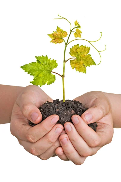 Wijnstok Geïsoleerd Witte Achtergrond — Stockfoto