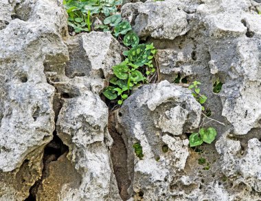 Yeşil yapraklı kayalara yaklaş