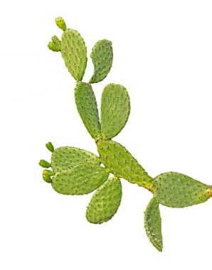 Kaktüs beyaz arkaplanda izole