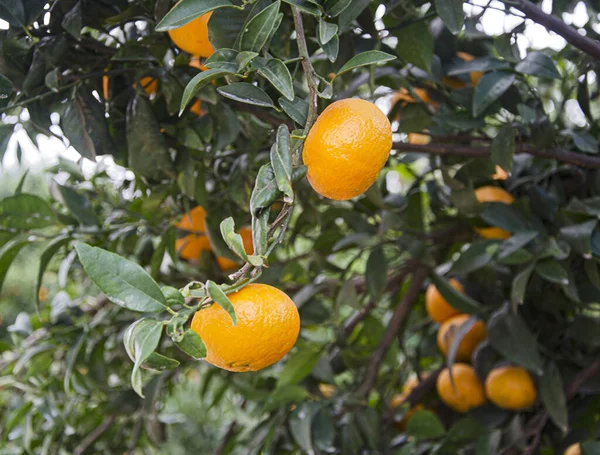 Κοντινό Πλάνο Του Ripe Tangerines Στο Δέντρο — Φωτογραφία Αρχείου