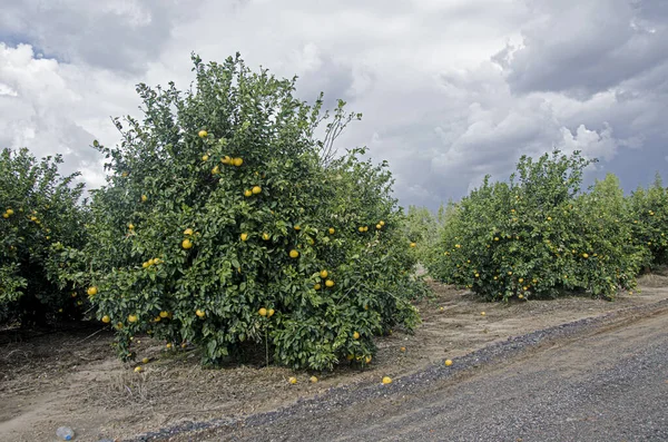 Primer Plano Pomelos Maduros —  Fotos de Stock