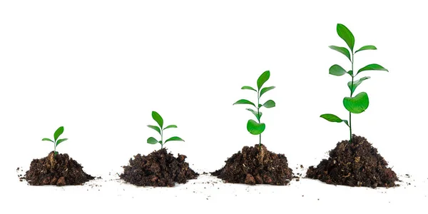 Four Plants White Background — Stock Photo, Image