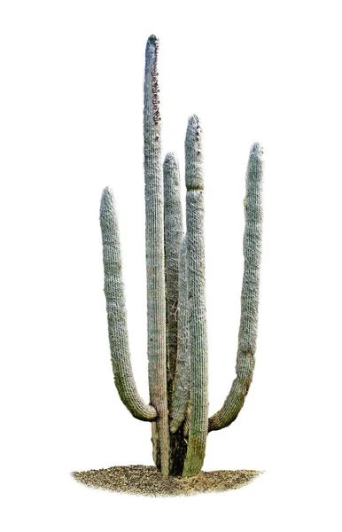 Cactus Aislado Sobre Fondo Blanco —  Fotos de Stock