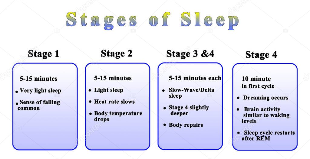 Four Stage of Night Sleep