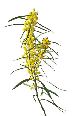 Acacia saligna 'yı kapat