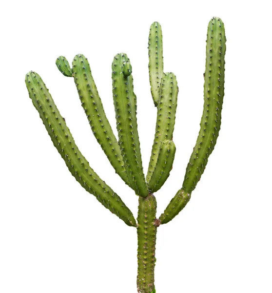 Cactus Isolated White Background — Stock Photo, Image